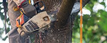 Best Hedge Trimming  in Indianola, WA