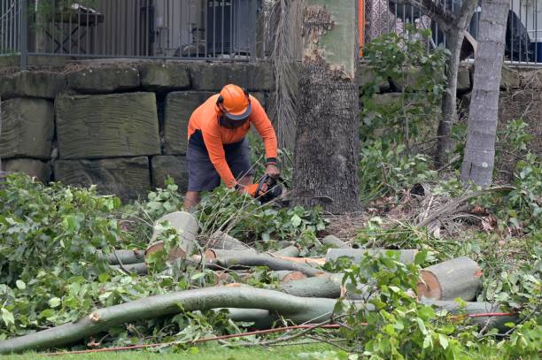 Professional  Tree Services in Indianola, WA